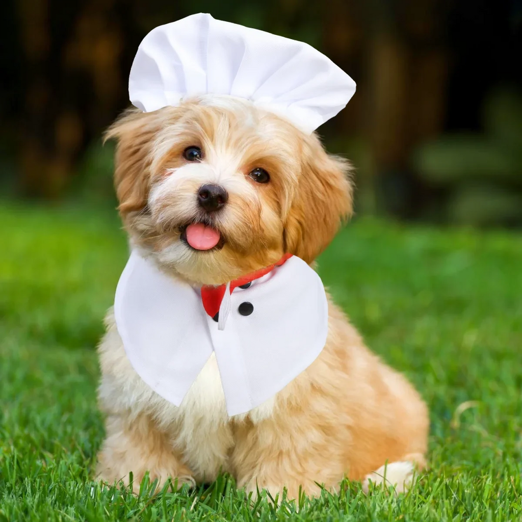 Pet chef transforms into funny cat and dog costumes, pet quirky Halloween outfits
