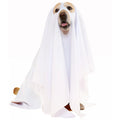 Dog Halloween Costumes - Dog Ghost Costume, Funny and Cute Dog Costumes Clothes for Halloween Cosplay Party